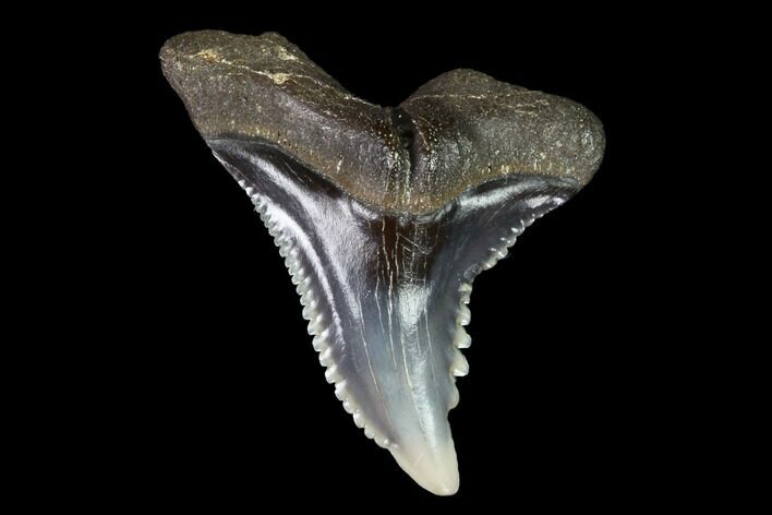 Hemipristis Shark Tooth Fossil - Virginia #96686
